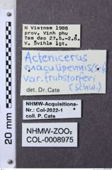 Etiketten zu Actenicerus fruhstorferi (NHMW-ZOO-COL-0008975)